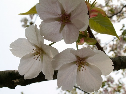 桜25