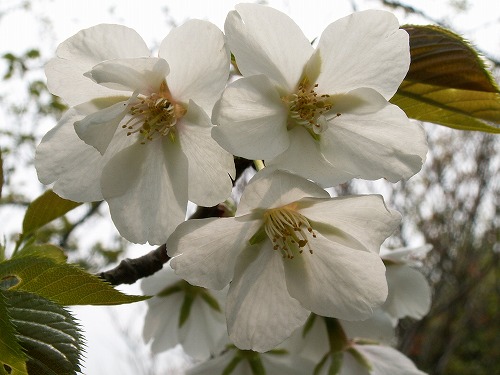 桜26