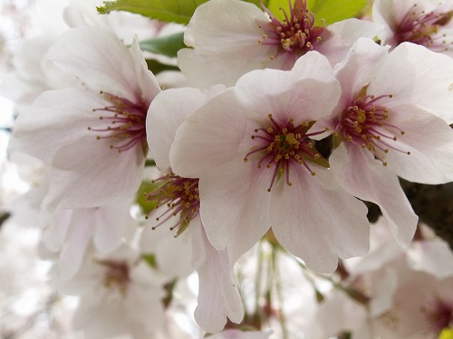 桜30