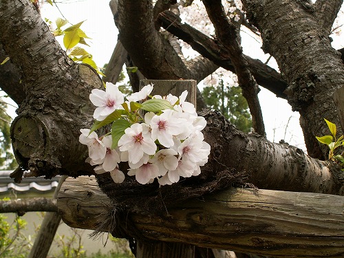 桜31