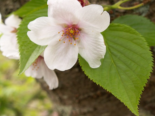 桜36