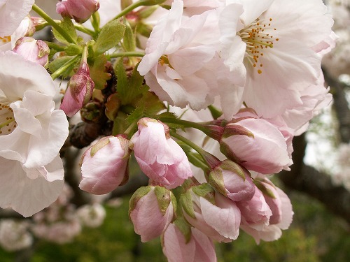 桜26