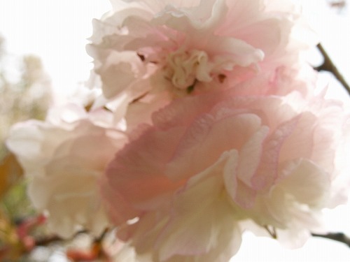 桜37