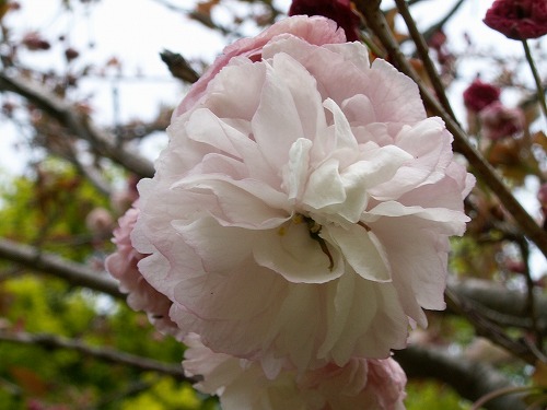 桜38
