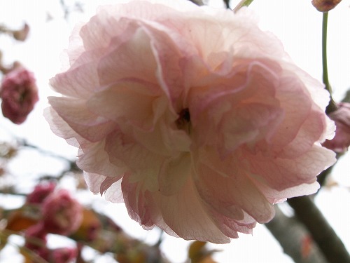 桜39