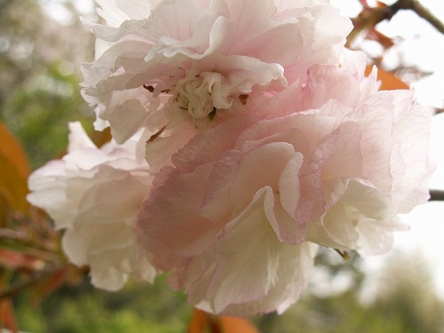 桜40