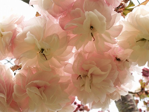 桜42