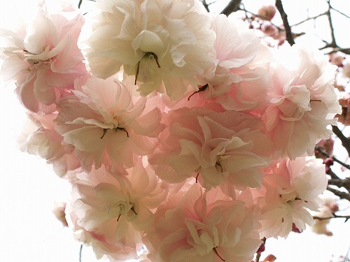 桜43
