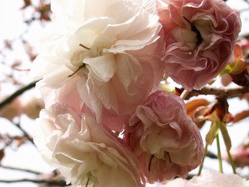 桜44