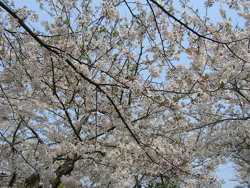 桜1