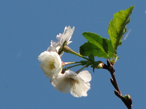 桜2