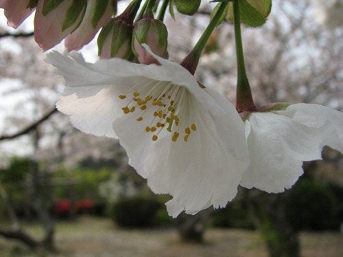 桜3