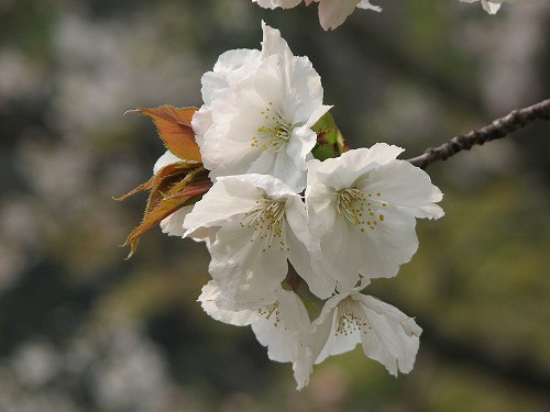 桜4