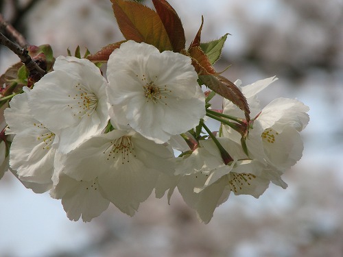 桜5