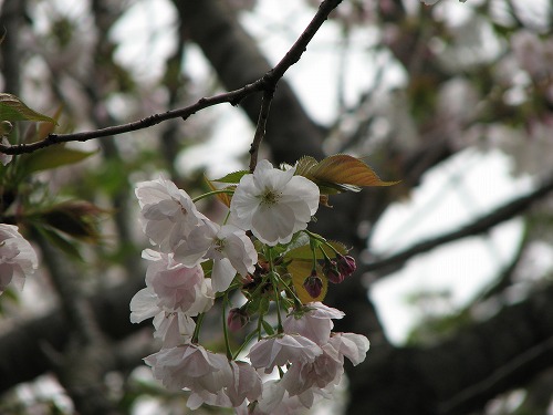 桜6