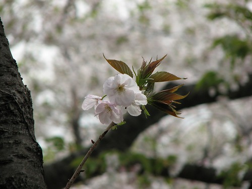 桜7