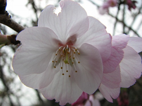 桜8
