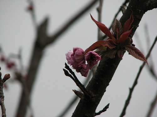 桜9