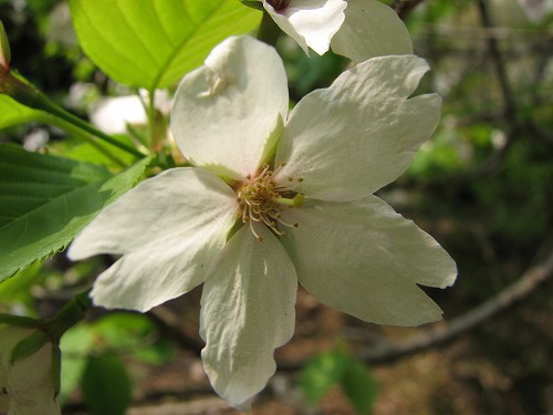 桜10