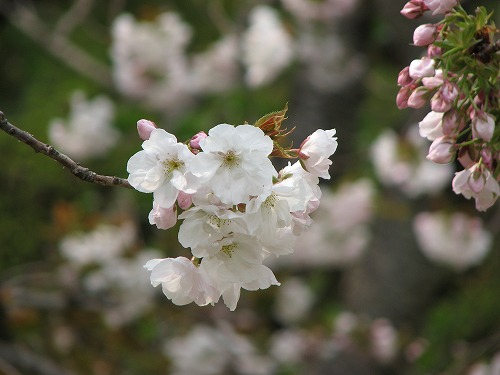 桜11