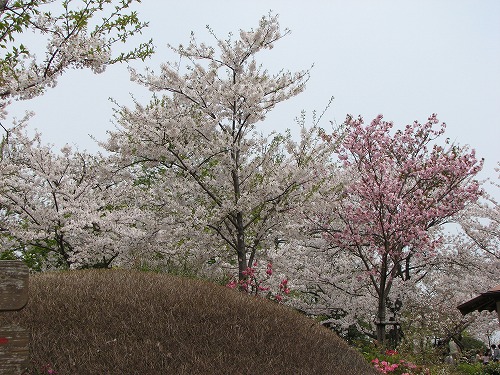 桜12