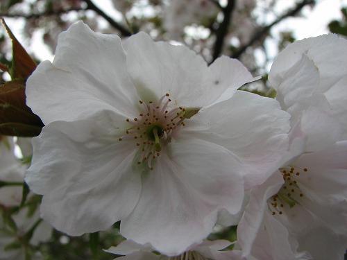 桜13