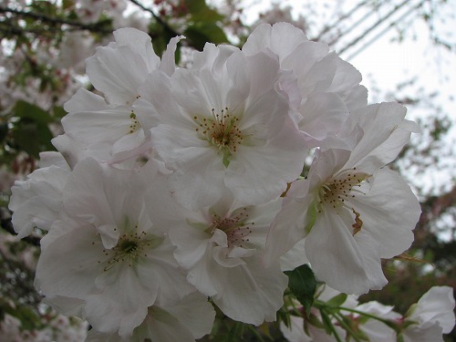 桜14