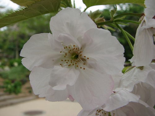桜15