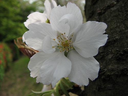 桜17