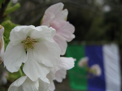 桜18