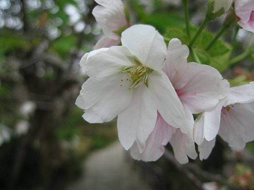 桜19