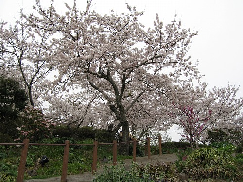 桜20