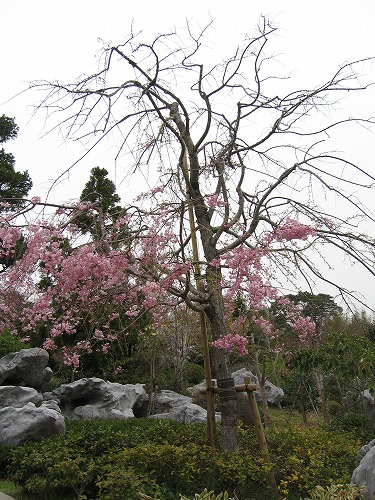 桜22