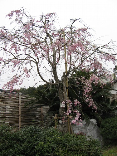 桜23