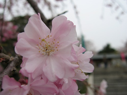 桜24