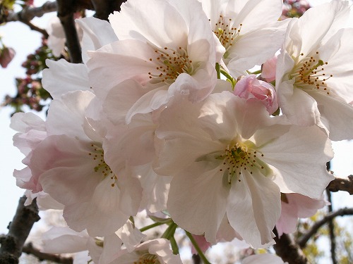 桜28