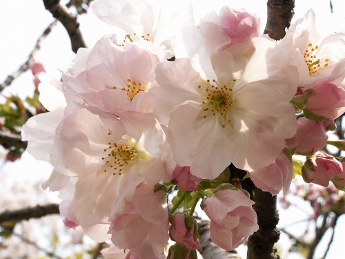 桜29