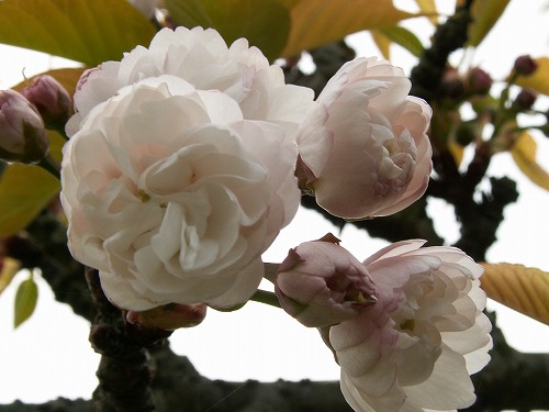 桜30