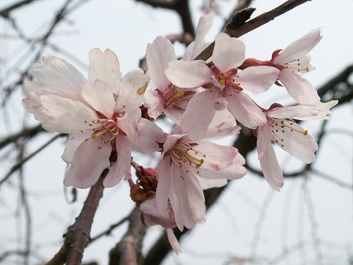 桜32