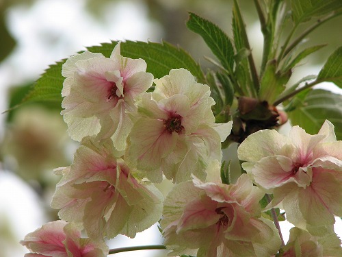 鬱金桜1