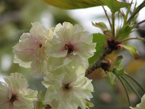 鬱金桜2