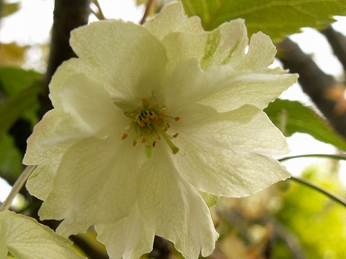 鬱金桜5