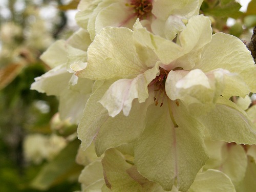鬱金桜3