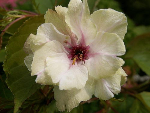 鬱金桜4