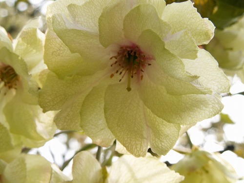 鬱金桜6