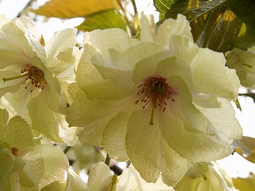鬱金桜7