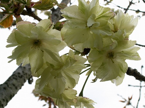 鬱金桜8