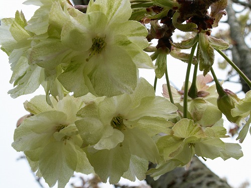 鬱金桜9