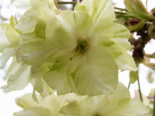 鬱金桜10