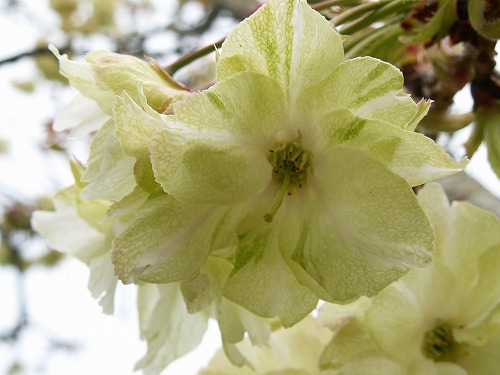 鬱金桜11
